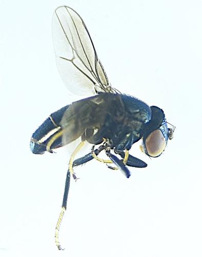 Réf. 288 022 : Clanoneurum cimiciforme